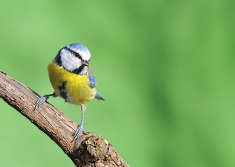 Fototapeta premium Blue tit.