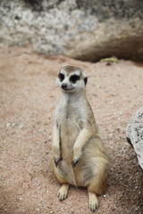 Meercat in the zoo