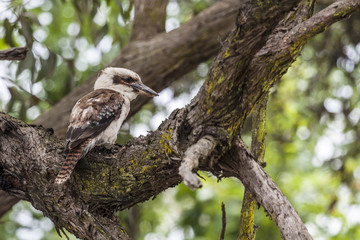 kookaburra