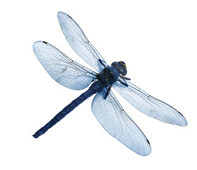 dragonfly isolated high quality - obrazy, fototapety, plakaty