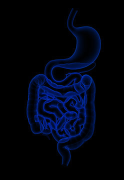 human digestive system
