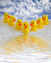 rubber ducklings © Farnaces