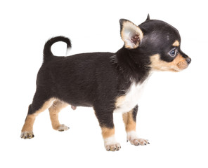 short haired chihuahua puppy in front of a white background