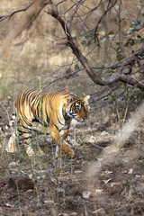 Fototapeta na wymiar Tygrys w dżungli.