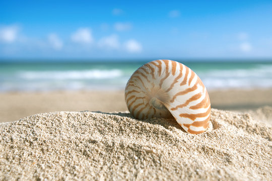 nautilus shell  with ocean , beach and seascape, shallow dof