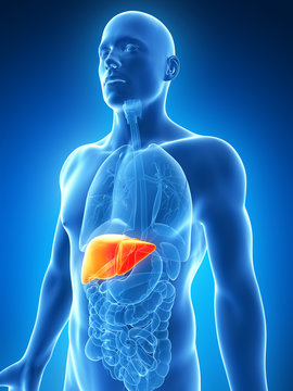 3d rendered illustration of the male liver