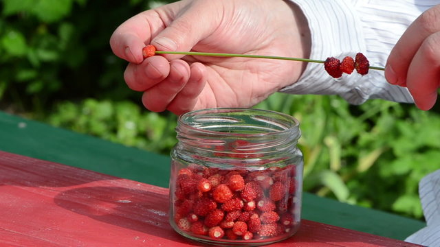 man hands shirt bead red wild forest strawberry bent grass