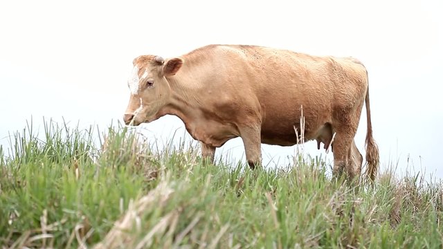 Brown and white cow eating grass