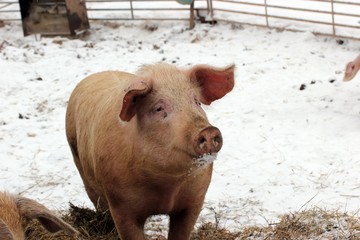 Weideschwein im Schnee © Schmutzler-Schaub