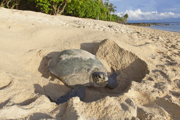 Turtle laying eggs on the beach. Borneo.