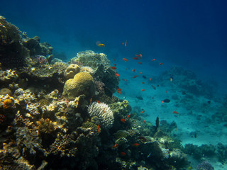 Fototapeta na wymiar Korallenriff im więcej