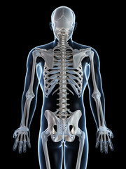 3d rendered illustration of the male skeleton