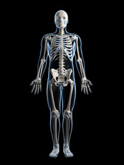 Fototapeta na wymiar 3d ilustracja męskiej szkieletu