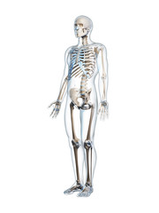 Obraz premium 3d rendered illustration of the male skeleton