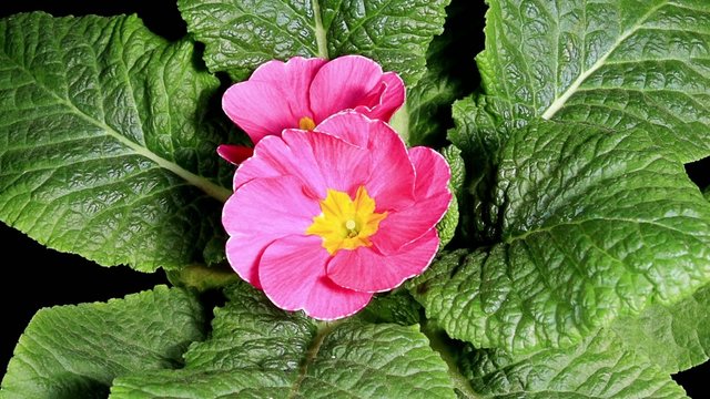 Flowering pink primula on the black background (Primula vulgaris