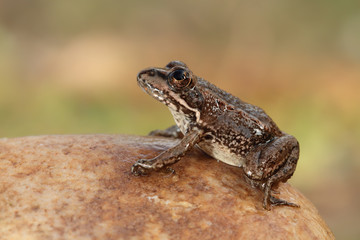 sapillo ibérico