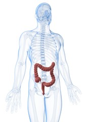 3d rendered illustration of the male colon.