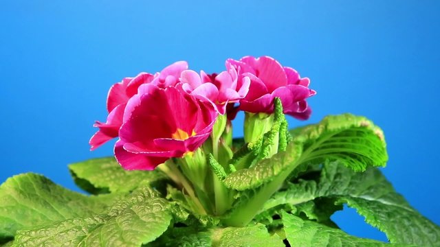 Flowering pink primula with blue chroma key (Primula vulgaris. B