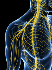 3d rendered illustration of the male nerve system