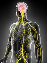 3d rendered illustration of the male nerve system