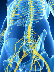 3d rendered illustration of the male nerve system