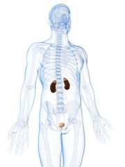3d rendered illustration of the male kidneys