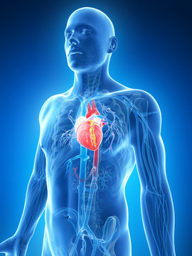 3d rendered illustration of the male heart