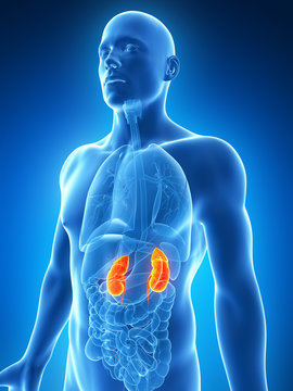 3d rendered illustration of the male kidneys