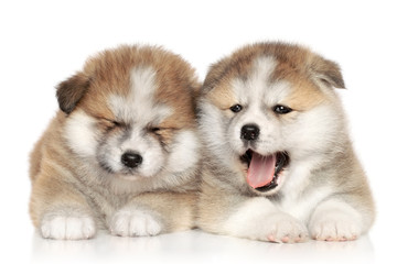 Akita inu puppies resting