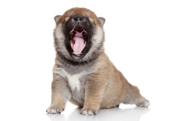 Japanese Shiba Inu puppy yawning