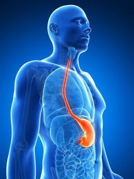 3d rendered illustration of the male stomach