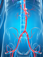 3d rendered illustration of the human vascular system