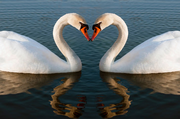 Swans heart