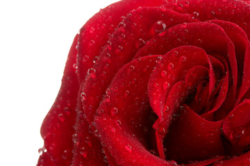 red rose isolated on white