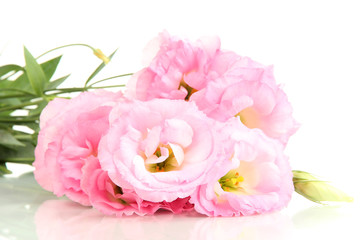 bouquet of eustoma flowers, isolated on white
