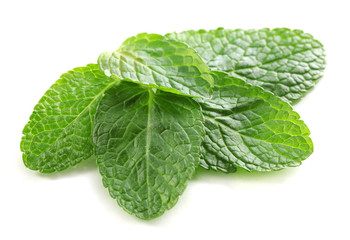 Mint isolated on white