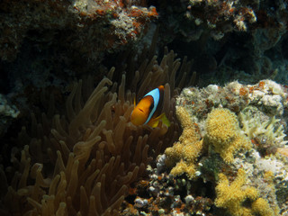 Fototapeta na wymiar anemonenfisch wygląda