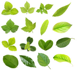 Set of berry and fruit leaves isolated on white background