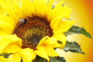 Bumble bee and flower