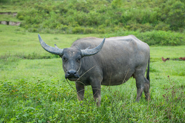 Obraz premium Buffalo, Sumatra, Indonesia