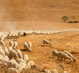 Fototapeta premium Herd of sheep in a field of Tuscany