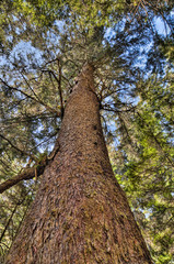 Vibrant Tree Trunk Looking Up