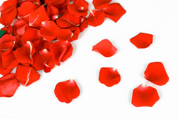 Rose petals isolated on white