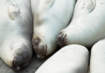 Fototapeta premium Sea elephant