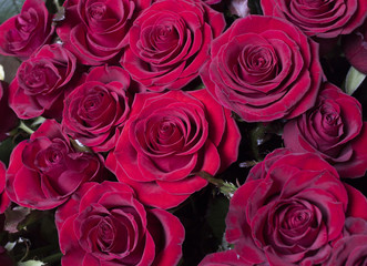 Fototapeta na wymiar Just red roses.