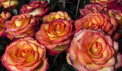 Photo sur Plexiglas Macro Roses jaunes et rouges.