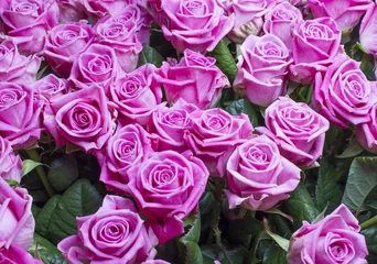 Crédence de cuisine en verre imprimé Macro Beau bouquet de roses roses.