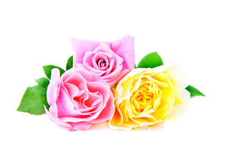 three beautiful pink roses with water drops isolated on white ba
