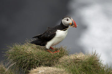 Papageientaucher