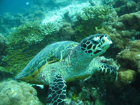 A big Hawksbill Turtle in Maldivian ocean.